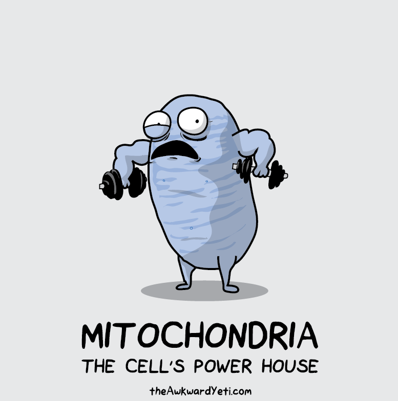 Mitochondrial function
