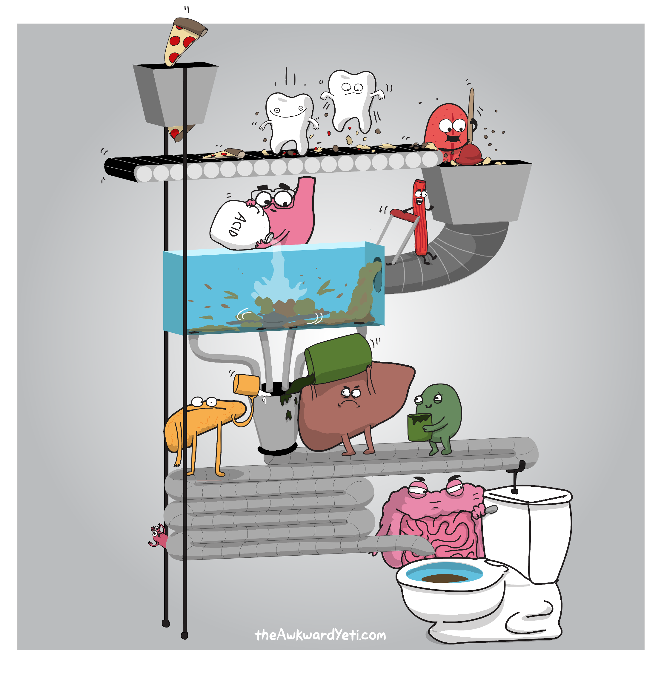 digestive system comic strip assignment